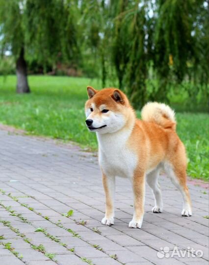 Щенки сиба ину