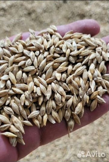 Доставка Пшеница фураж
