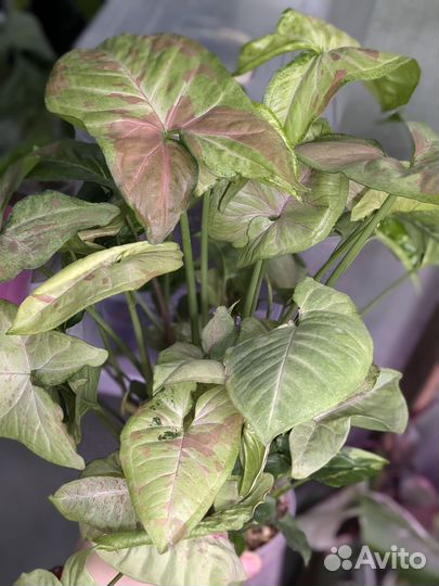 Сингониум в кашпо