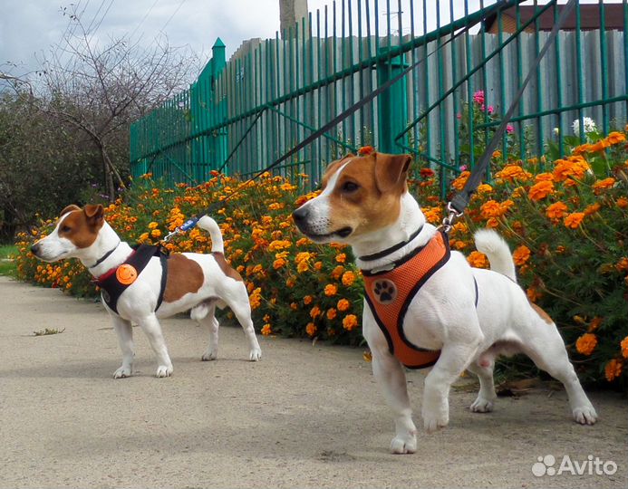 Два Джека Рассела для вязки