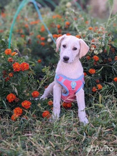 Щенки бесплатно