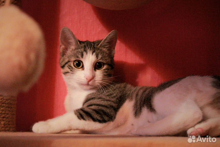 Молодая кошка(по договору)