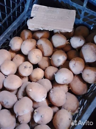 Семенной картофель