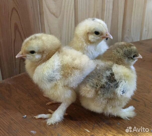 Цыплята Кохинхин