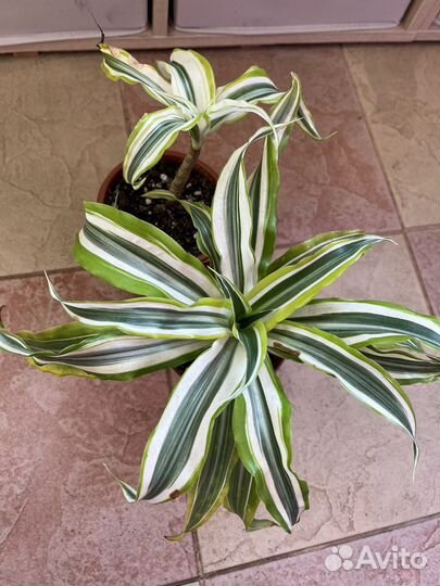 Драцена вариегатная