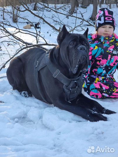 Кобель вязка Кане корсо