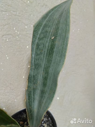 Сансевьерия