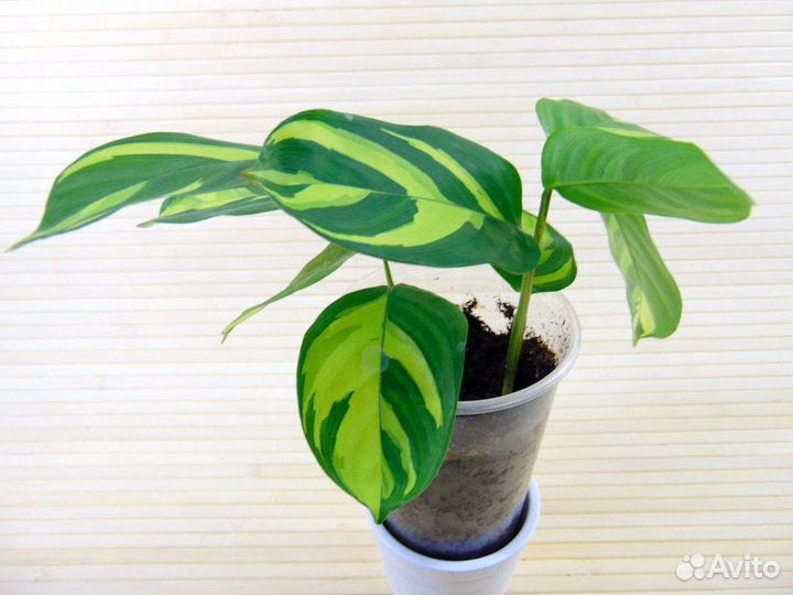 Комнатные растения