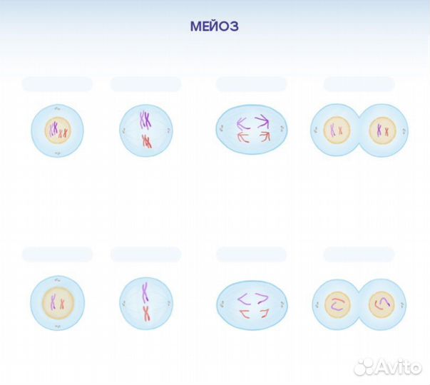 Репетитор по биологии