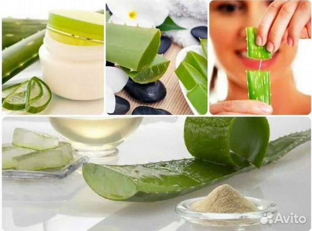 Алоэ столетник лечебный натуральный