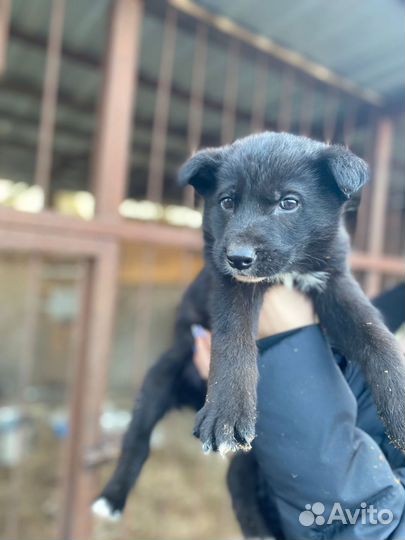 Щенки в добрые руки