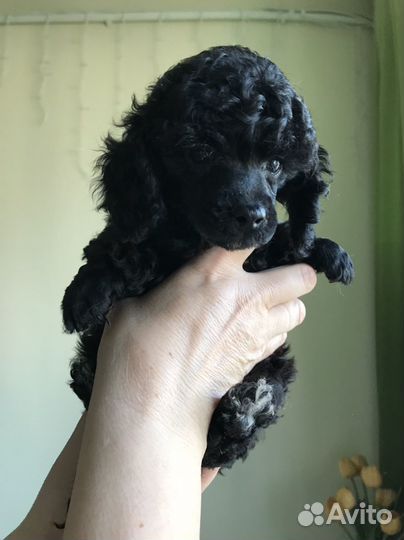 Маленькая собака