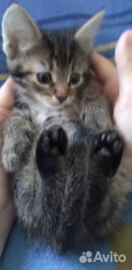 Отдам котенка мальчика 1 месяц