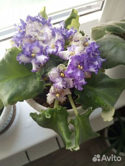 Листочки укорененные