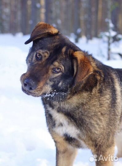 Шикарный медведь Цай