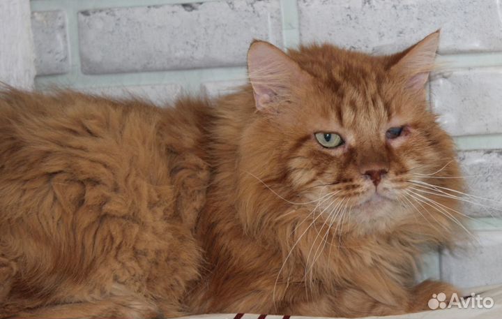Кот рыжий красавец в ответственные руки