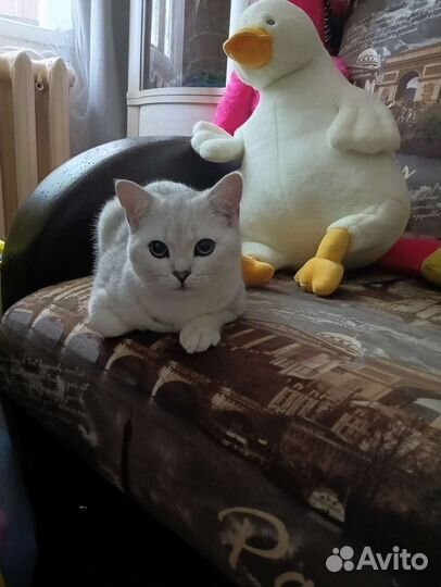 Шотландский кот