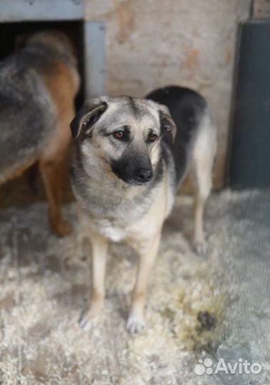 Жизнь в вольере. ищем дом