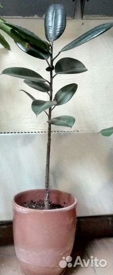 Фикусы бенджамина