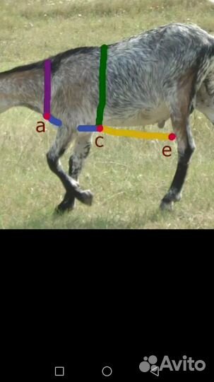 Фартуки для козлов