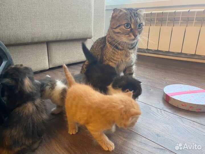 Котята