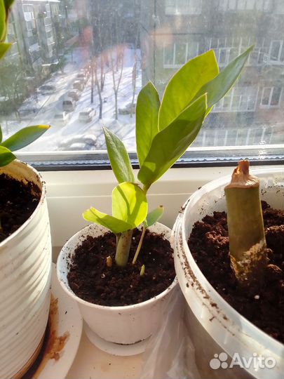 Комнатные растения