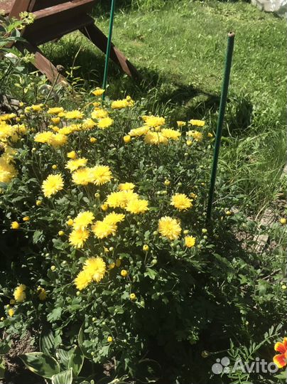 Хризантемы