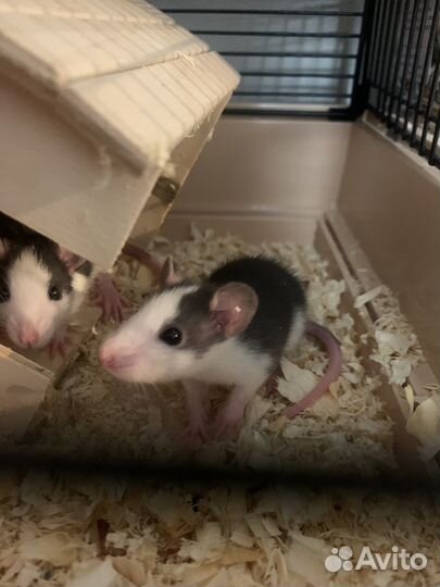 Крыса дамбо