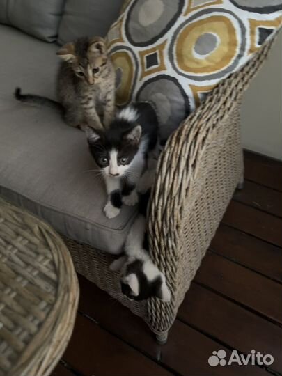 Котята в добрые руки