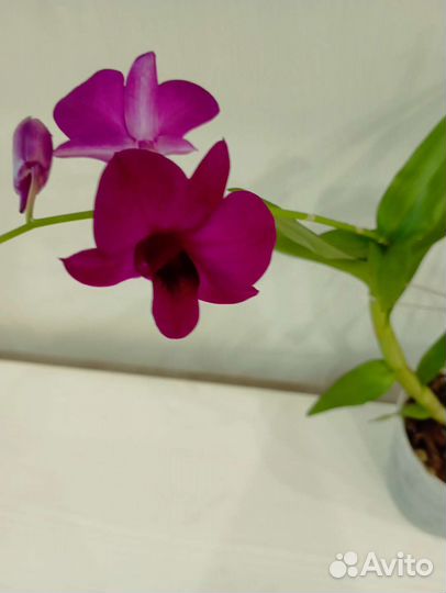 Дендробиум фаленопсис