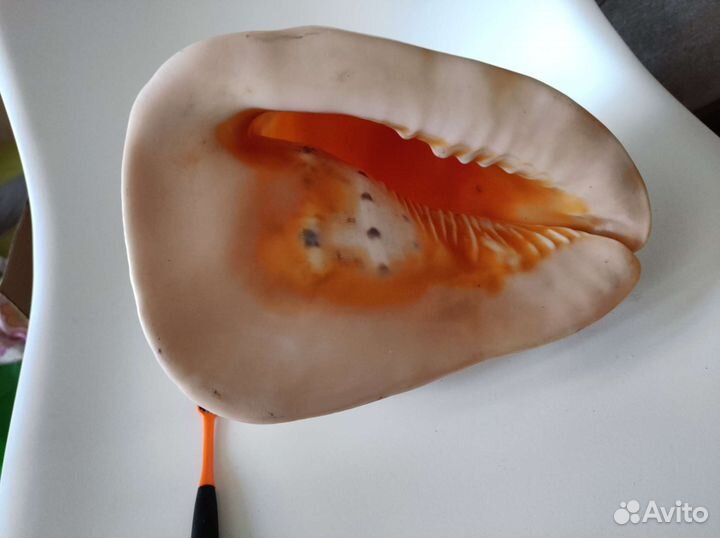 Большая морская ракушка раковина