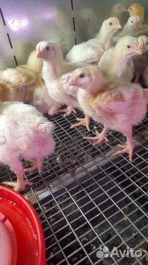 Бройлерные утята вывод 25.08, цыплята