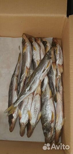 Корюшка икряная