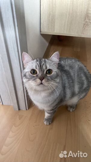 Шотландский кот