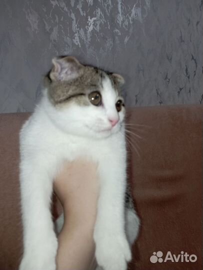 Вислоухая кошка