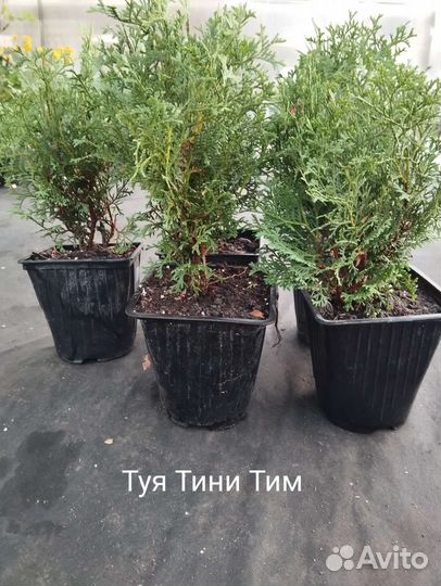 Туя можжевельник