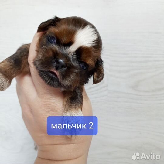 Малыши Ши-тцу