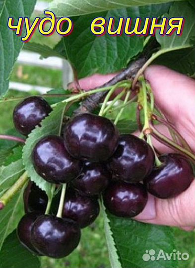 Саженцы плодовых деревьев,кустарники,виноград,розы