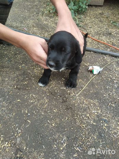 Щенки спаниель