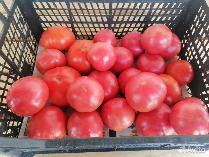 Помидоры домашние