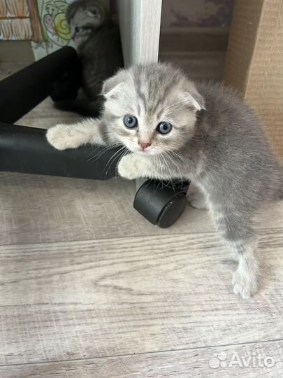 Шотландские котята