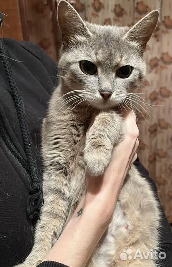 Кошка ищет дом