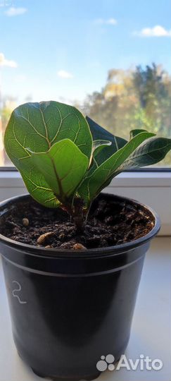 Фикус лирата бамбино