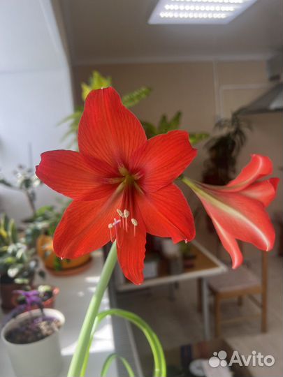 Гиппеаструм