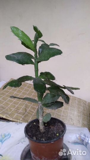 Кактус опунция