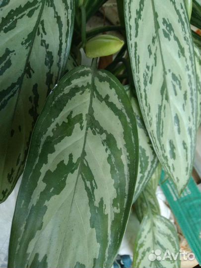 Комнатные растения