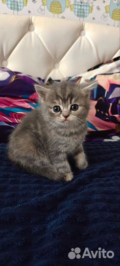 Шотландские котята