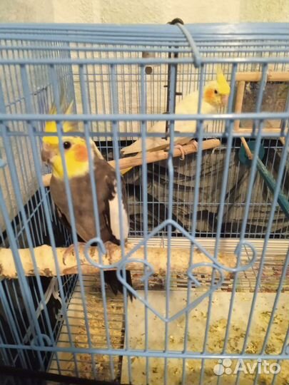 Пара попугаев с клеткой