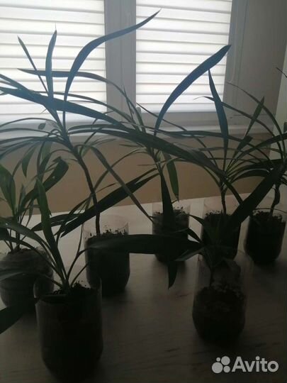 Растение драцена