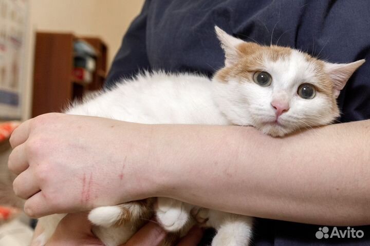Котенок в добрые руки